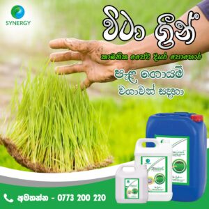 Vita Green